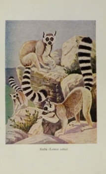 1926 - Katta - alter Druck